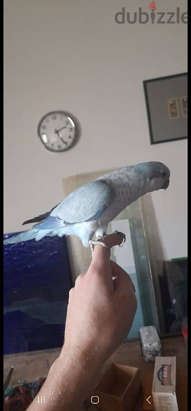 Friendly Blue and White Quaker Parrot Tamed ببغاء كويكر اليف 1