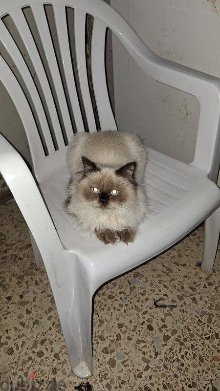 Himalayan cat 1