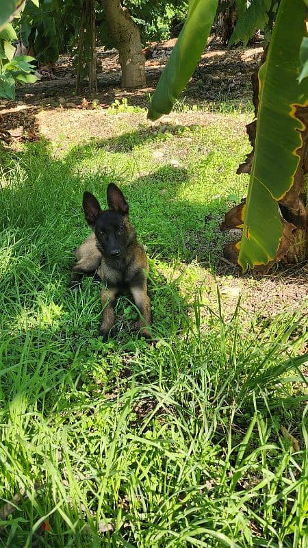 malinois female 0