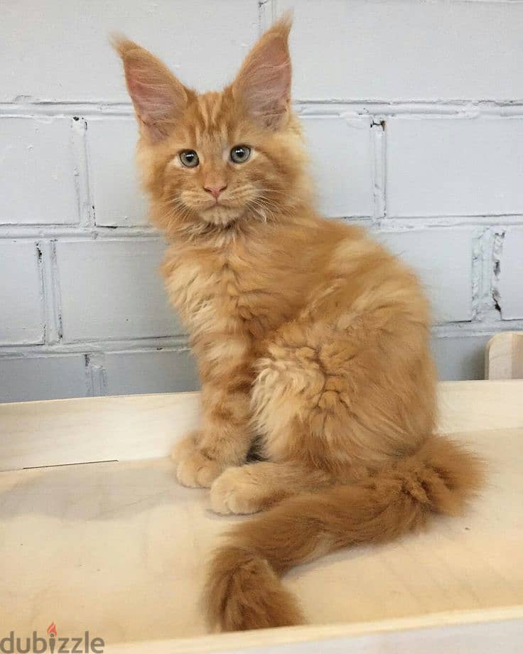 Maine Coon Orange Kitten now available in store 0