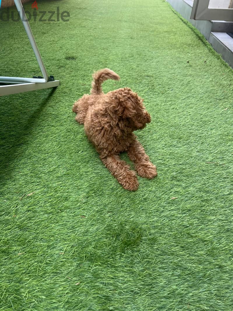 Poodle brown color 3 month old 0