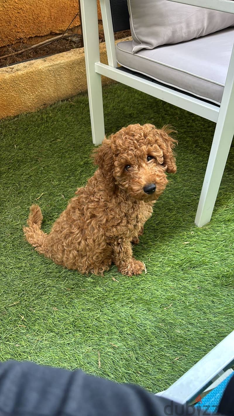 Poodle brown color 3 month old 1