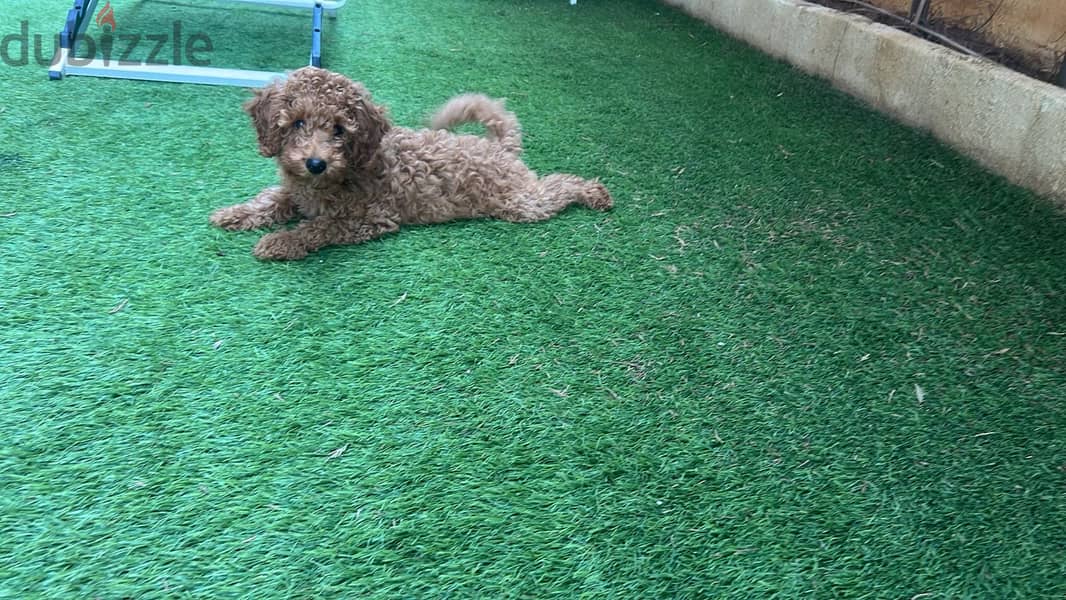 Poodle brown color 3 month old 3