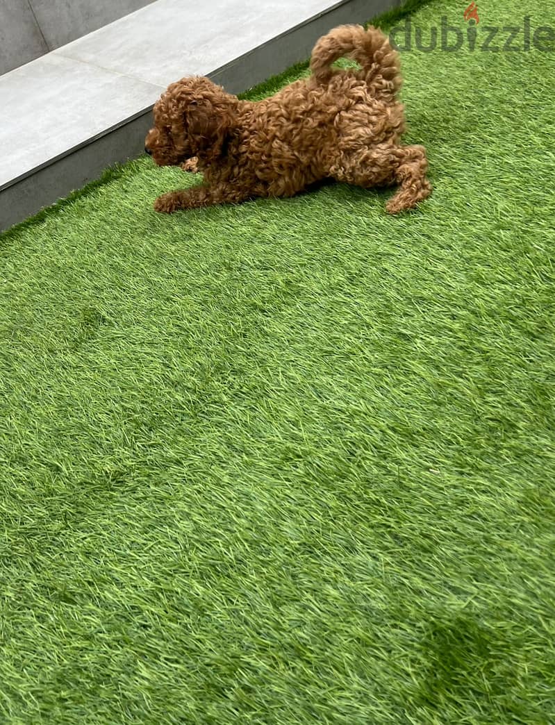 Poodle brown color 3 month old 4