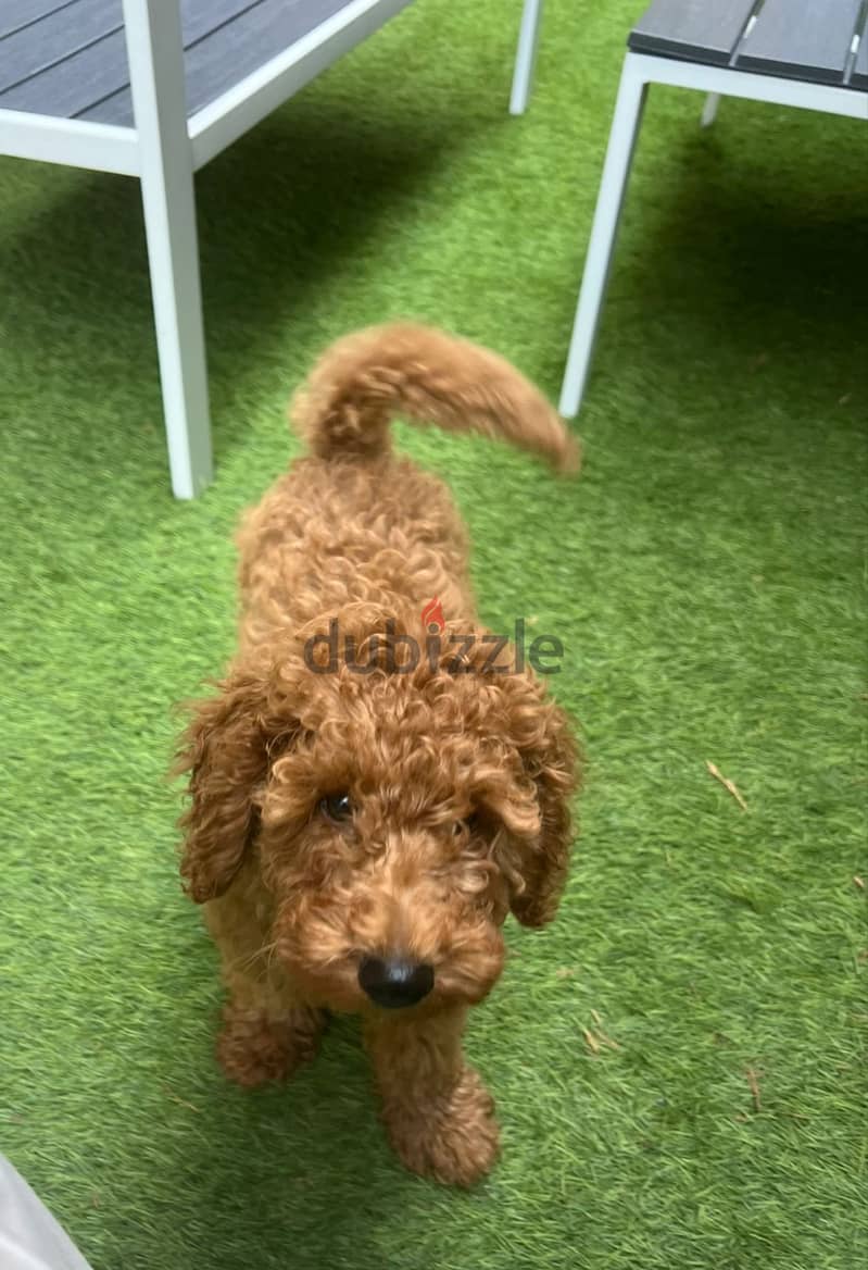 Poodle brown color 3 month old 5