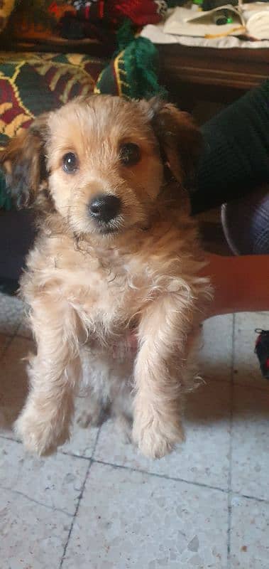 puppy Yorkshire mixed 2