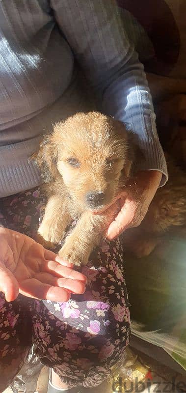 puppy Yorkshire mixed 8