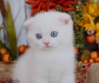 scottish fold special breed