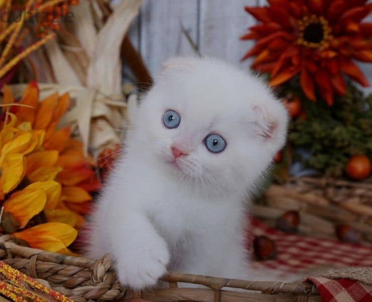 scottish fold special breed 1