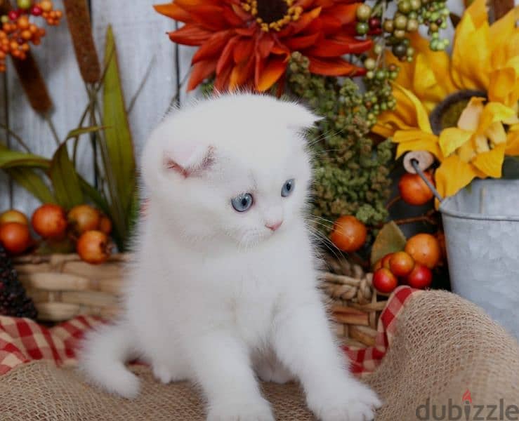 scottish fold special breed 2