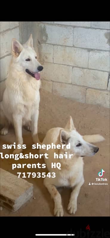 Swiss shepherd available short and long hair 3