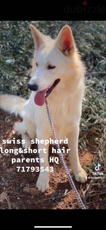 Swiss shepherd available short and long hair 4