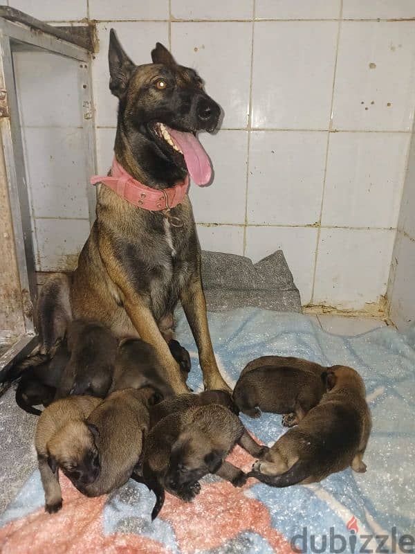 Belgian Malinois puppies for sale 0