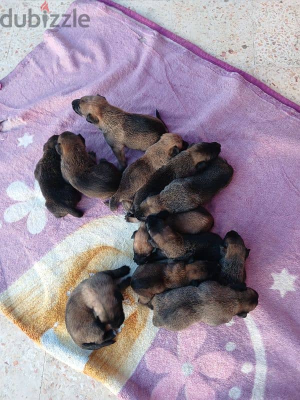 Belgian Malinois puppies for sale 1