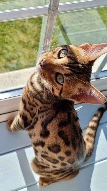 Unique Bengal kitten AVAILABLE IN STORE pure breed Cat Delivery قطط 0