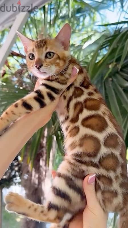 Beautiful Bengal kitten AVAILABLE IN STORE pure breed Cat Delivery قطط 0