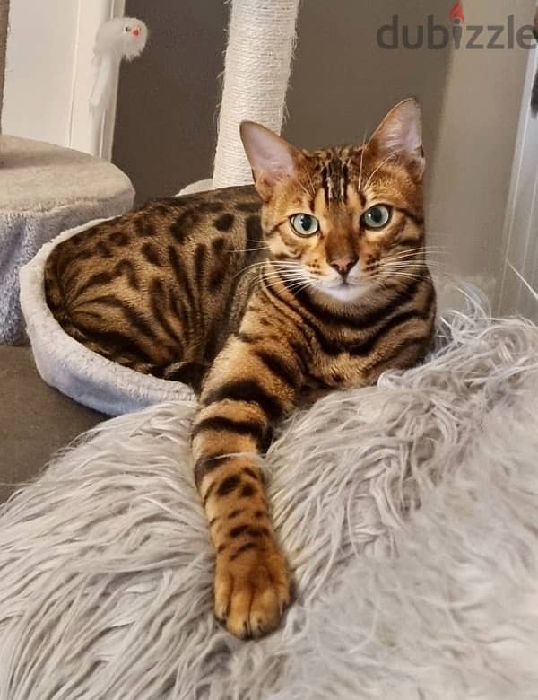 Beautiful Bengal kitten AVAILABLE IN STORE pure Cat Delivery قطط 0