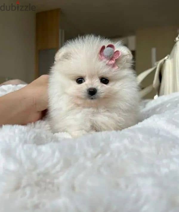 pomeranian female teacup very high quality available 70993656 0