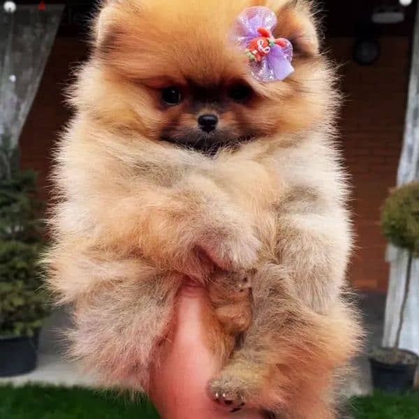 pomeranian female teacup very high quality available 70993656 1