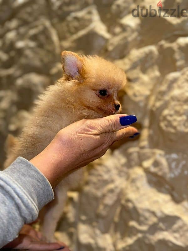 pomeranian puppy 4