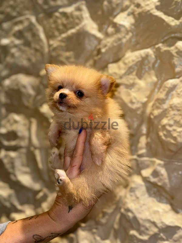 pomeranian puppy 5