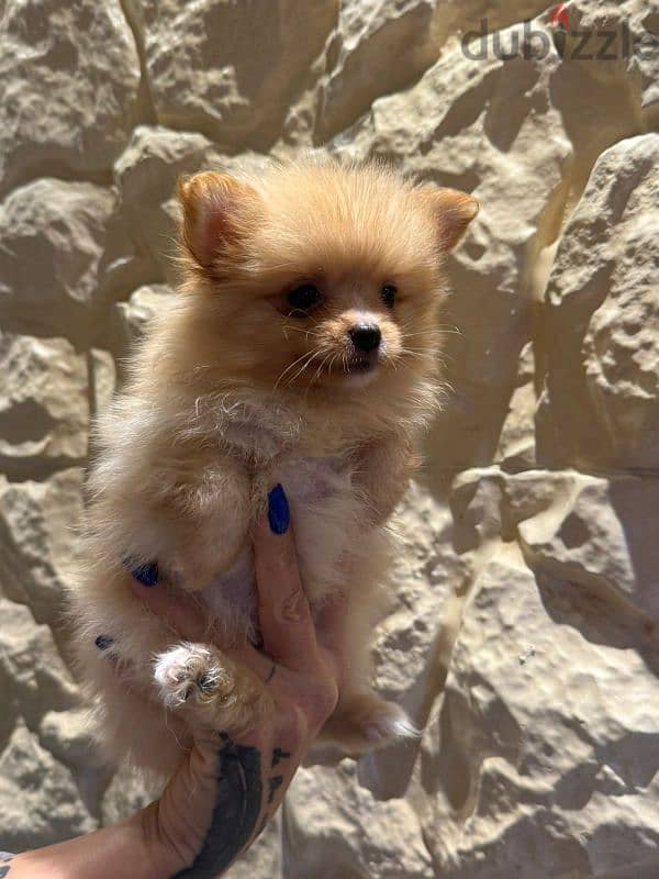 pomeranian puppy 6