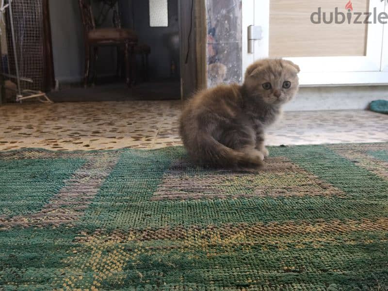 Christmas Joy with Christmas Scottish Fold Kittens 1