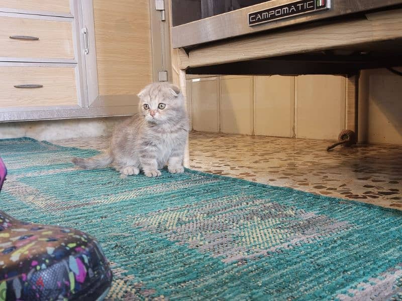 Christmas Joy with Christmas Scottish Fold Kittens 2