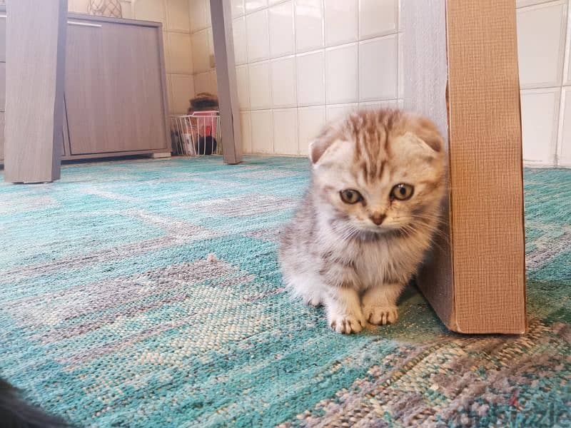 Christmas Joy with Christmas Scottish Fold Kittens 4