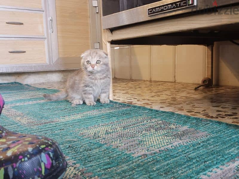 Christmas Joy with Christmas Scottish Fold Kittens 6