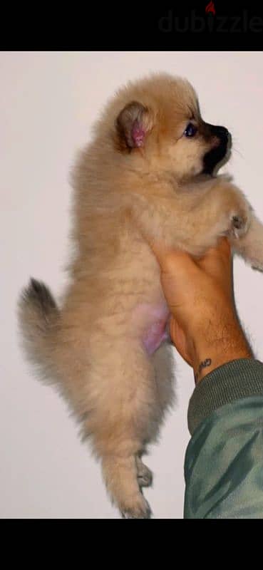 Pomeranian 0