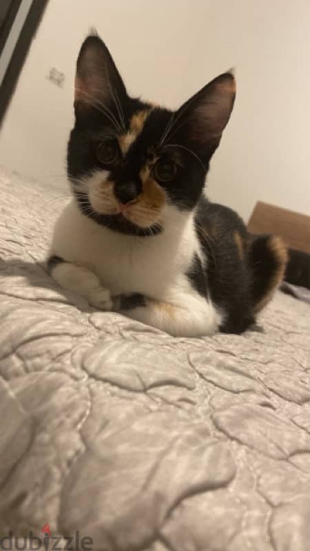 female kitten for adoption 0