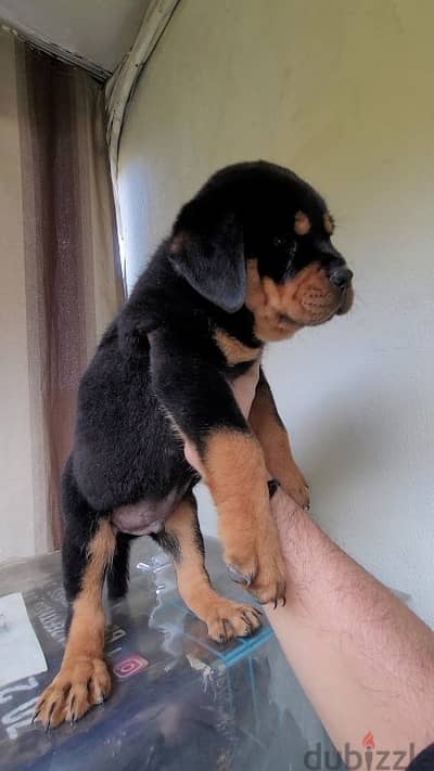 rottweiler