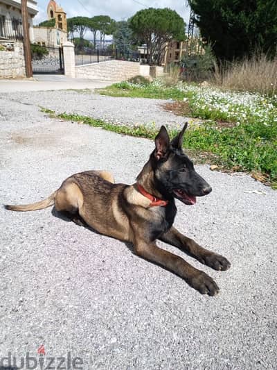 malinois female 7month