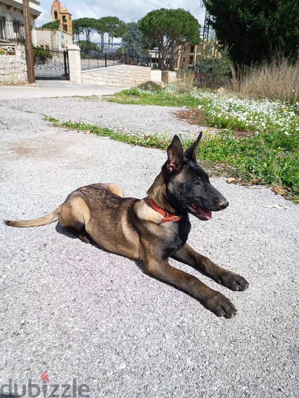 malinois female 7month 0