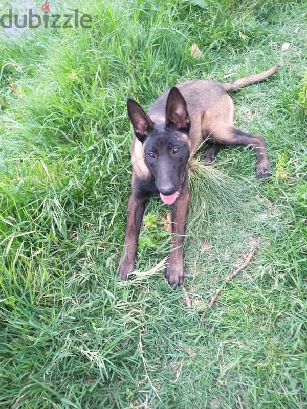 malinois female 7month 1