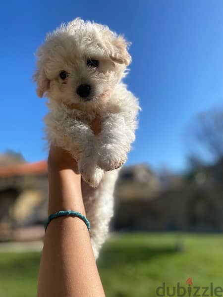 1 Female 1 male adorable mini bichon 0