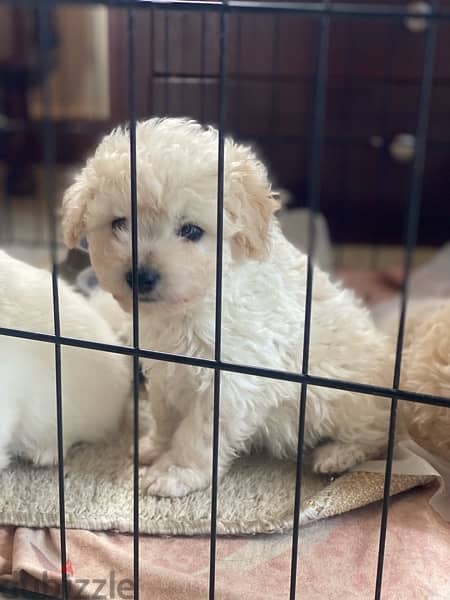 1 Female 1 male adorable mini bichon 1