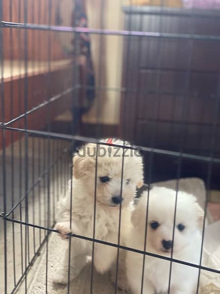 1 Female 1 male adorable mini bichon 2