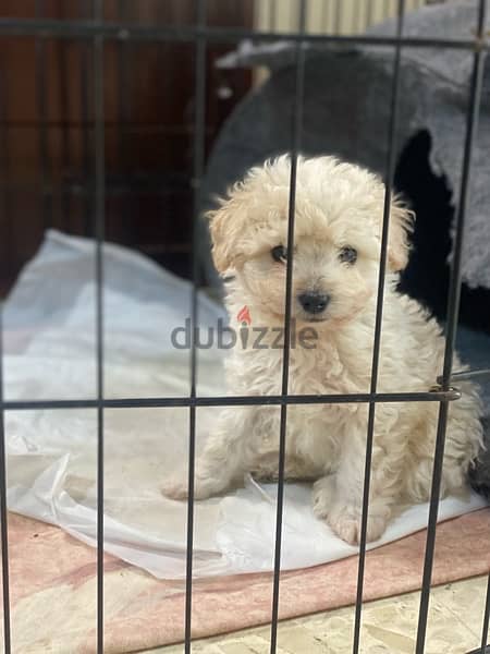 1 Female 1 male adorable mini bichon 3