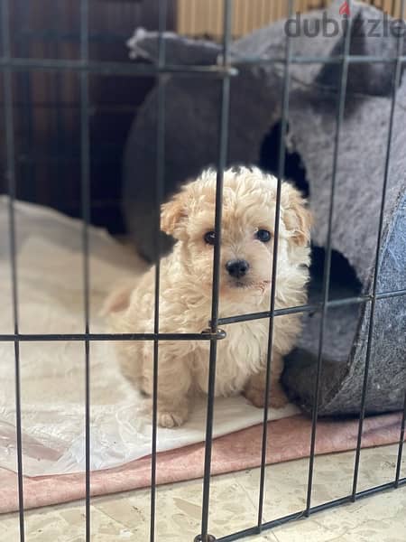 1 Female 1 male adorable mini bichon 4