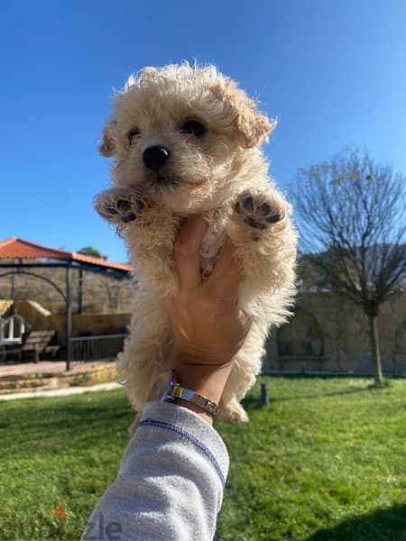 1 Female 1 male adorable mini bichon 5