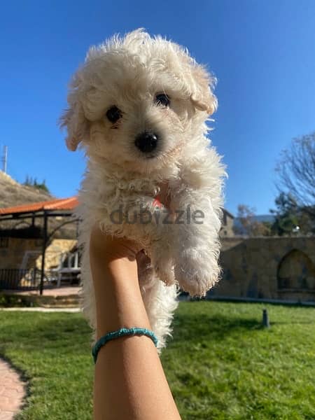 1 Female 1 male adorable mini bichon 6