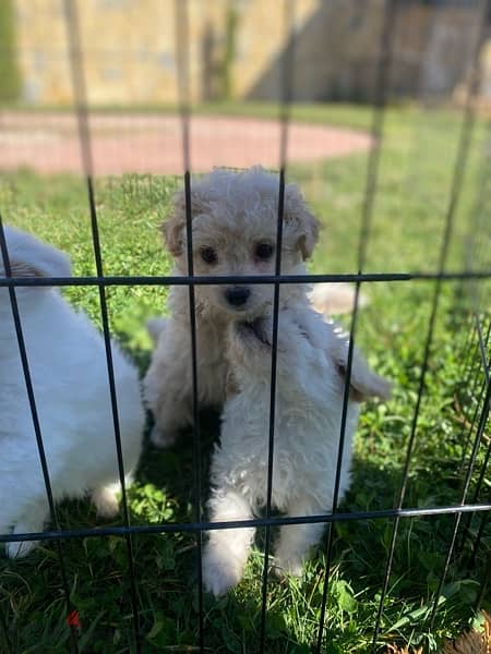 1 Female 1 male adorable mini bichon 7