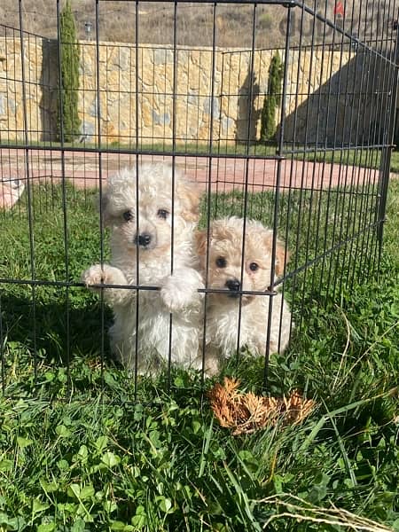 1 Female 1 male adorable mini bichon 8