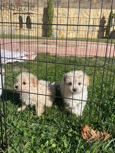 1 Female 1 male adorable mini bichon 9