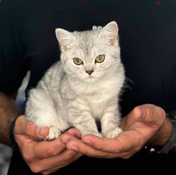 Cutest British Silver Chinchilla kitten pure breed Cat Delivery قطط 0