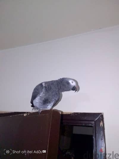 parrot