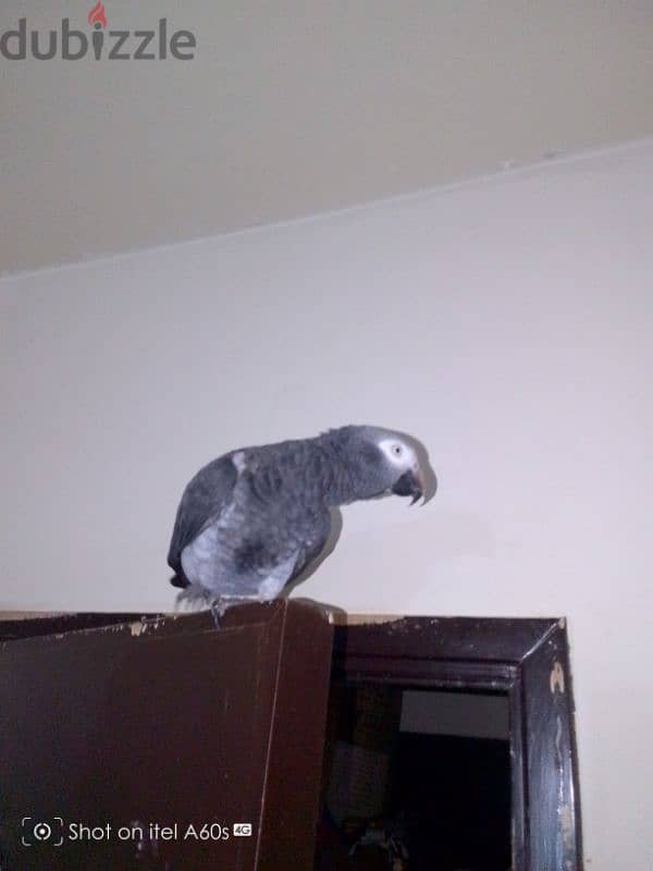 parrot 1