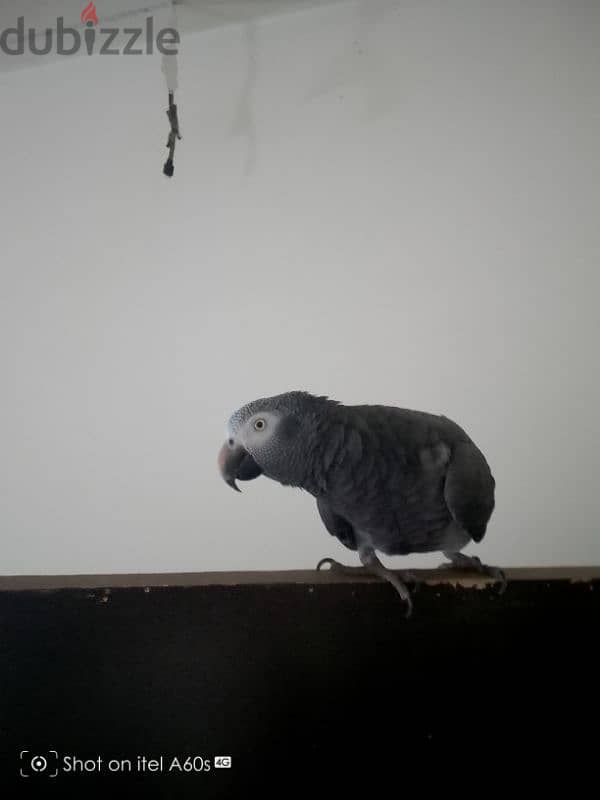 parrot 2